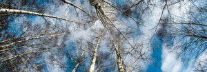Should You Remove Trees for Solar Panel Performance?