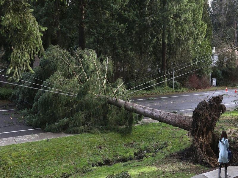 Windstorm Leaves Puget Sound Residents Without Power